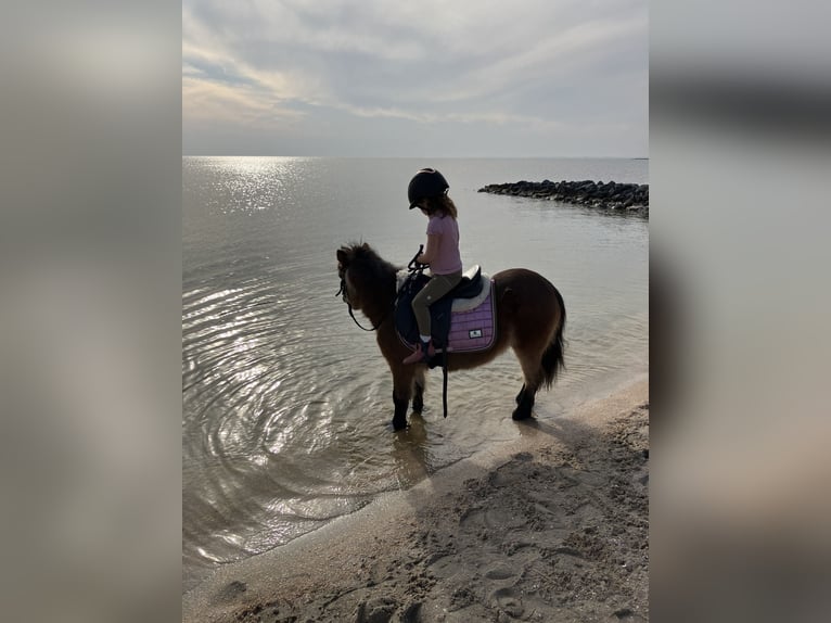 Shetland Ponies Mare 15 years 8,3 hh Brown in Zwaag