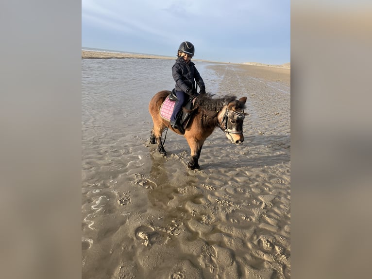 Shetland Ponies Mare 15 years 8,3 hh Brown in Zwaag