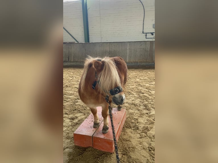 Shetland Ponies Mare 15 years 8.3 hh Chestnut-Red in Hannover