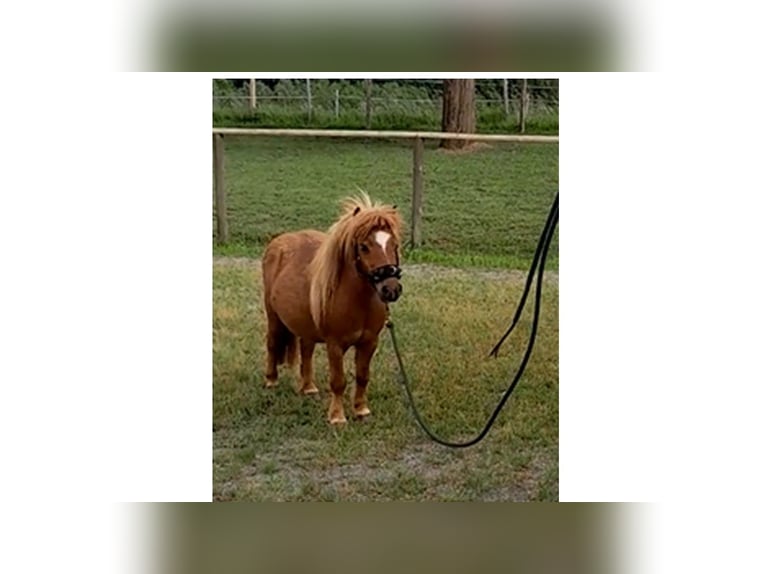 Shetland Ponies Mare 15 years 8,1 hh Chestnut-Red in Wolfegg