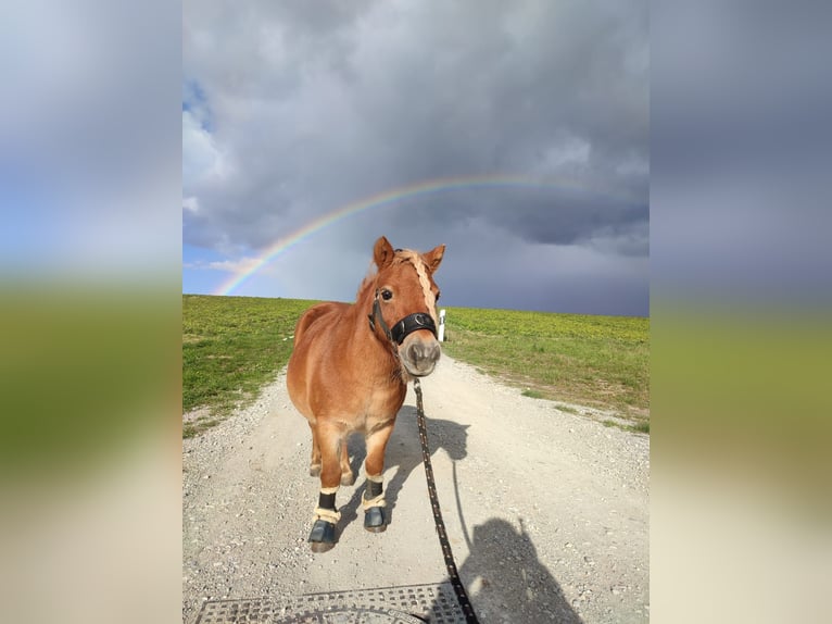 Shetland Ponies Mare 15 years 8,3 hh Chestnut-Red in Hannover