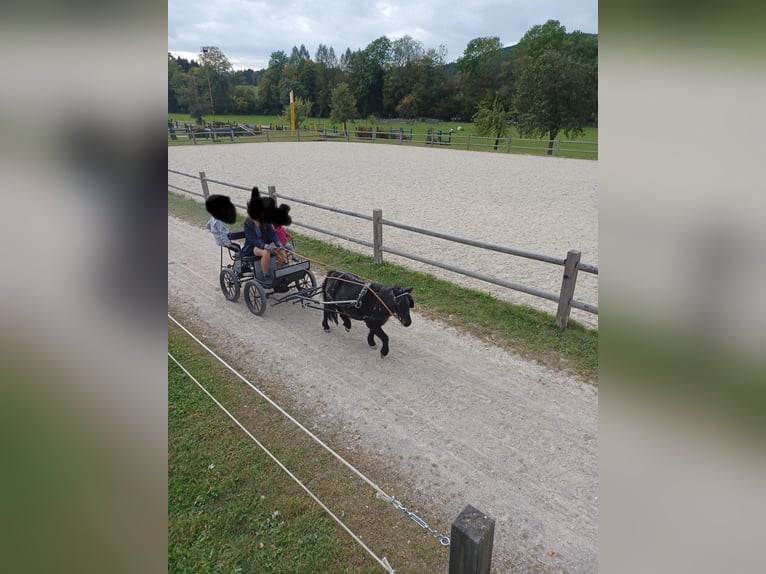 Shetland Ponies Mare 15 years 9,1 hh Black in Eberstalzell