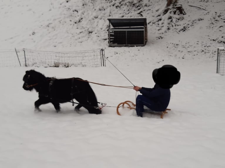 Shetland Ponies Mare 15 years 9,1 hh Black in Eberstalzell