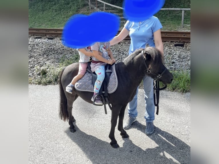 Shetland Ponies Mare 15 years 9,1 hh Black in Eberstalzell