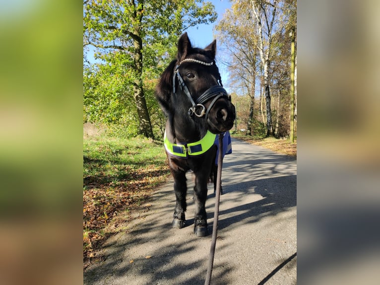 Shetland Ponies Mare 15 years 9,1 hh Black in Ostbevern