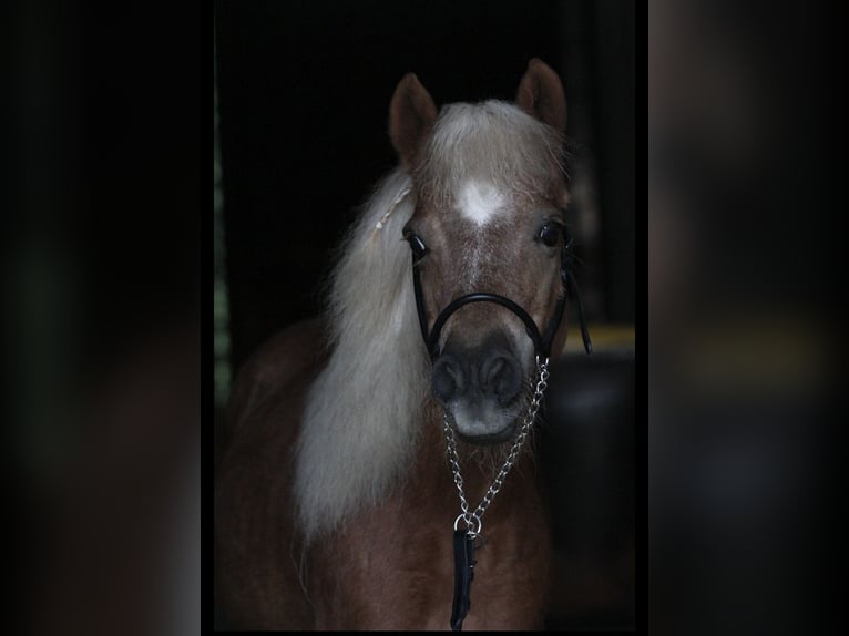 Shetland Ponies Mare 15 years 9,1 hh Chestnut-Red in Leutkirch im Allg&#xE4;u