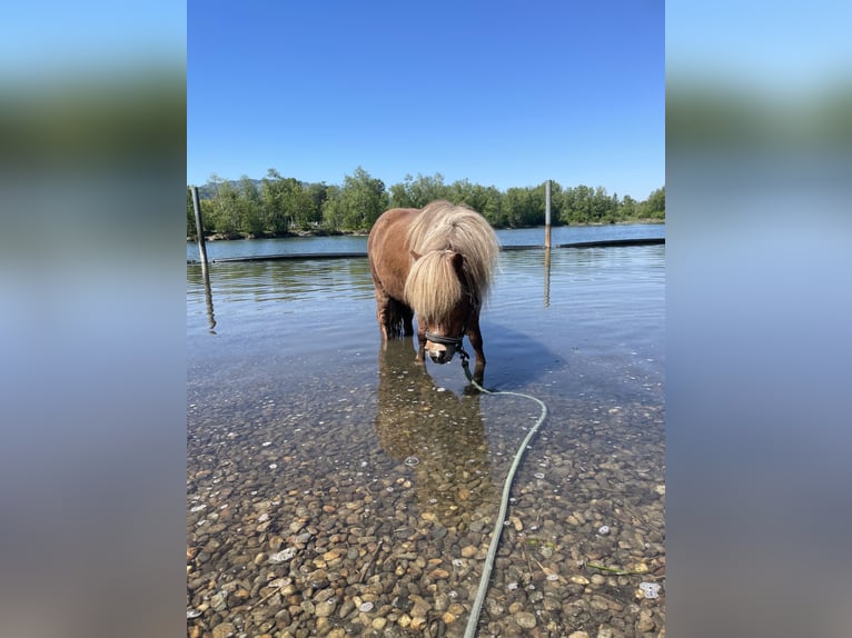 Shetland Ponies Mare 15 years 9,1 hh Chestnut-Red in Höchst
