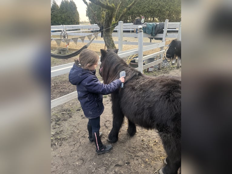 Shetland Ponies Mare 15 years 9,2 hh Black in Kempen