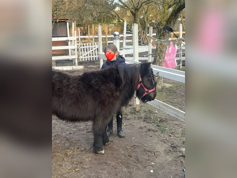 Shetland Ponies Mare 15 years 9,2 hh Black in Kempen