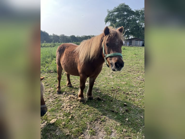 Shetland Ponies Mare 16 years 8,3 hh Chestnut-Red in Belfeldbelfeld