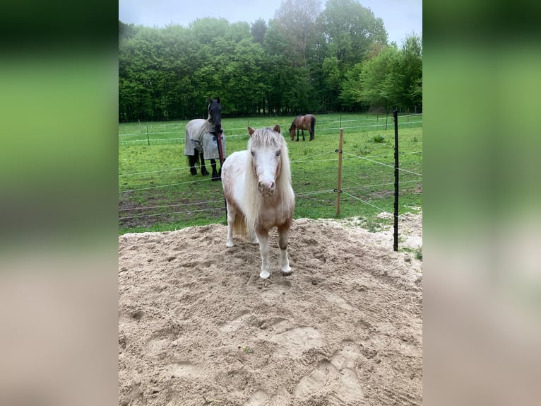 Shetland Ponies Mare 16 years 9.2 hh Grey-Red-Tan in StelleStelle