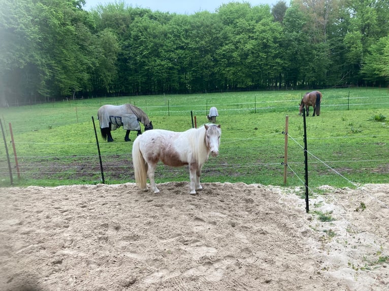 Shetland Ponies Mare 16 years 9.2 hh Grey-Red-Tan in StelleStelle