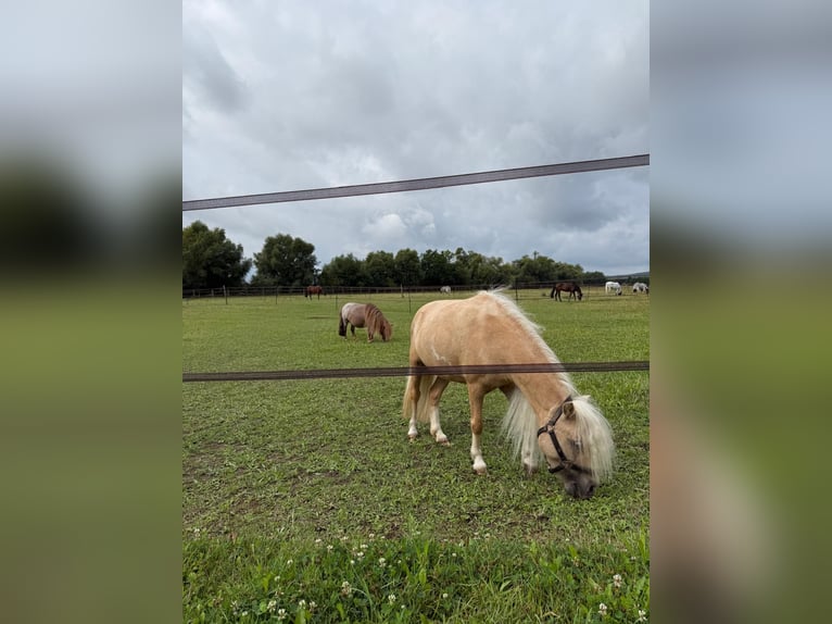 Shetland Ponies Mare 16 years  in Friedberg