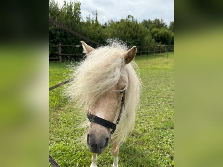 Shetland Ponies Mare 16 years  in Friedberg