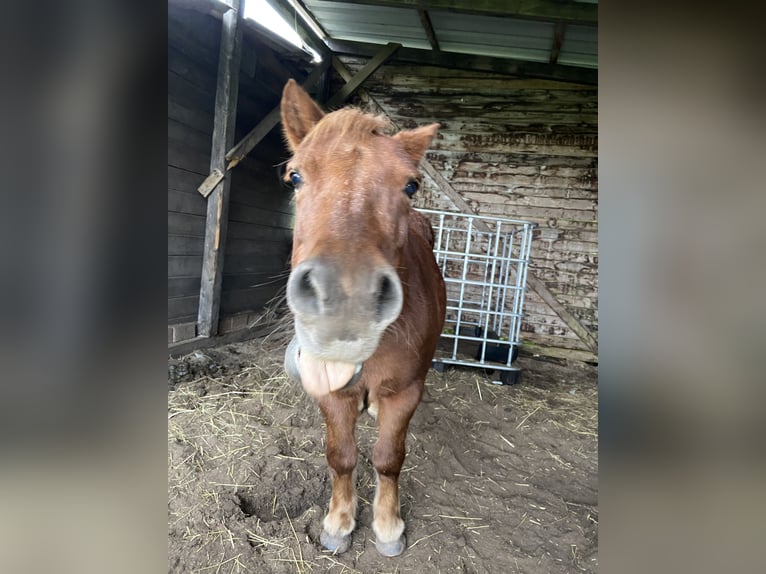 Shetland Ponies Mare 17 years 10,1 hh Chestnut-Red in Wistedt