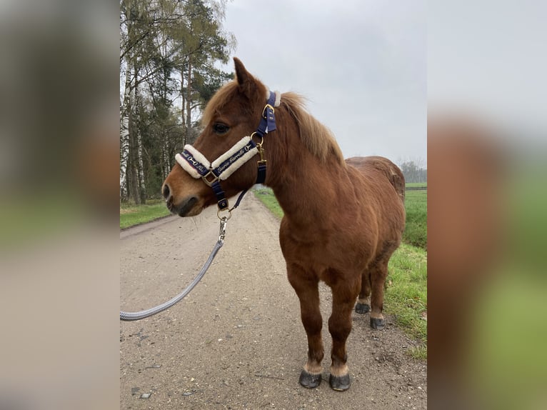 Shetland Ponies Mare 17 years 10,1 hh Chestnut-Red in Wistedt