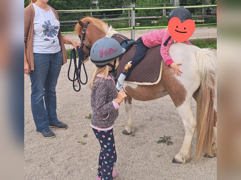 Shetland Ponies Mare 17 years 10.1 hh Pinto in Grieskirchen