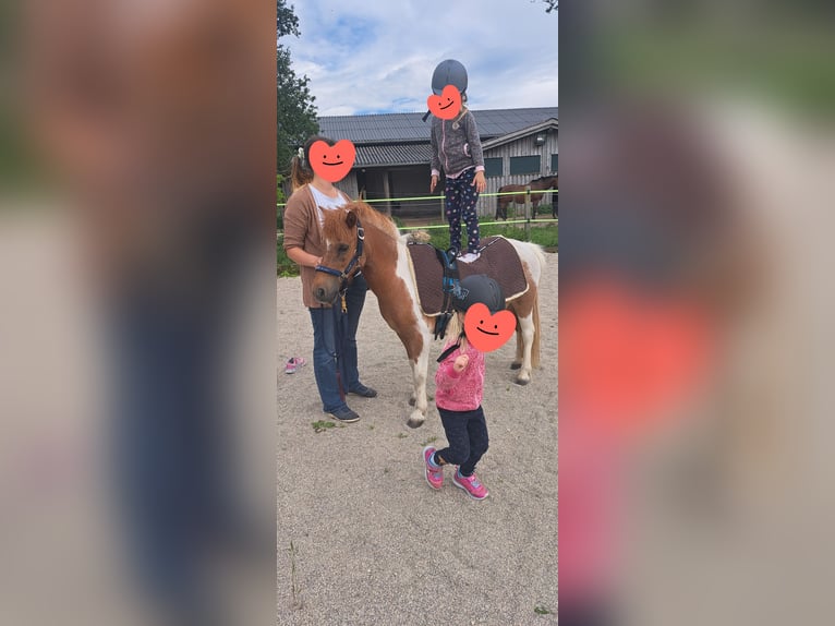 Shetland Ponies Mare 17 years 10.1 hh Pinto in Grieskirchen