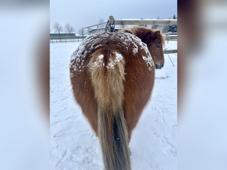 Shetland Ponies Mare 17 years 10,1 hh Chestnut-Red in Demen