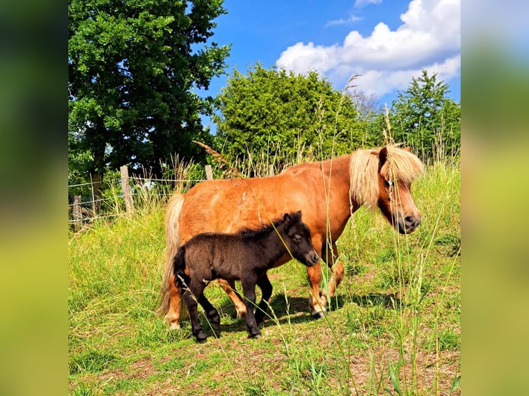 Shetland Ponies Mix Mare 17 years 8,1 hh Chestnut-Red in Duderstadt