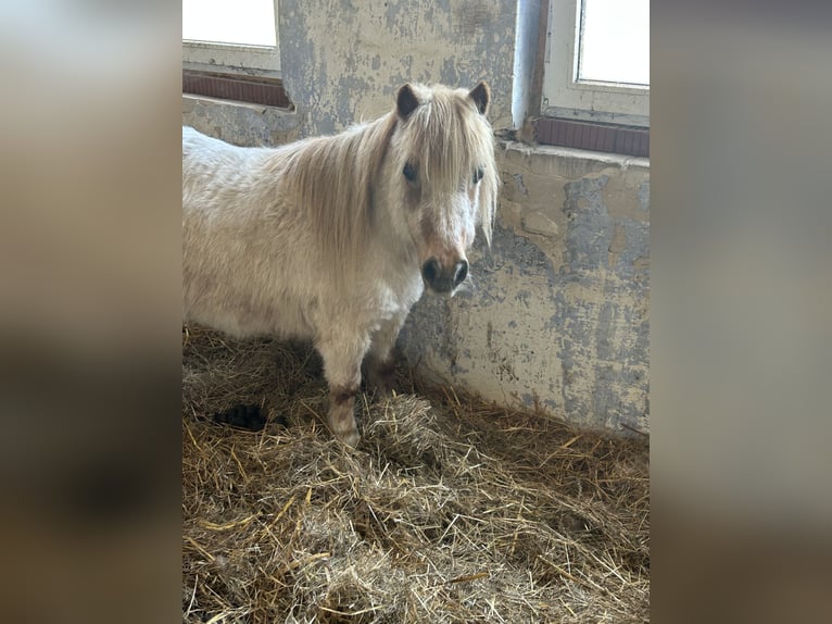 Shetland Ponies Mare 17 years 8,1 hh Gray-Red-Tan in Rahden