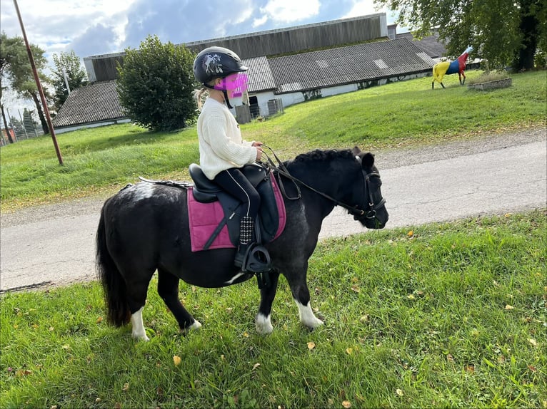 Shetland Ponies Mare 17 years 9.2 hh Pinto in Kürzell