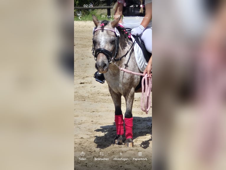 Shetland Ponies Mare 17 years 9.3 hh Overo-all-colors in Wermelskirchen