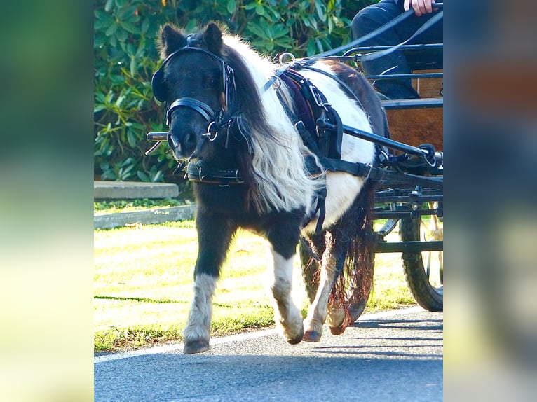 Shetland Ponies Mare 17 years 9 hh Pinto in Halle