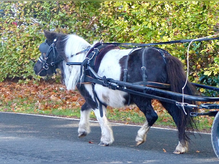 Shetland Ponies Mare 17 years 9 hh Pinto in Halle