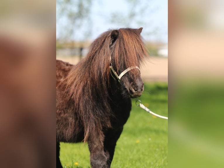 Shetland Ponies Mare 17 years Chestnut-Red in Emmeloord