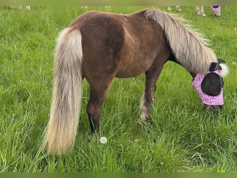 Shetland Ponies Mare 17 years Chestnut-Red in Königswinter