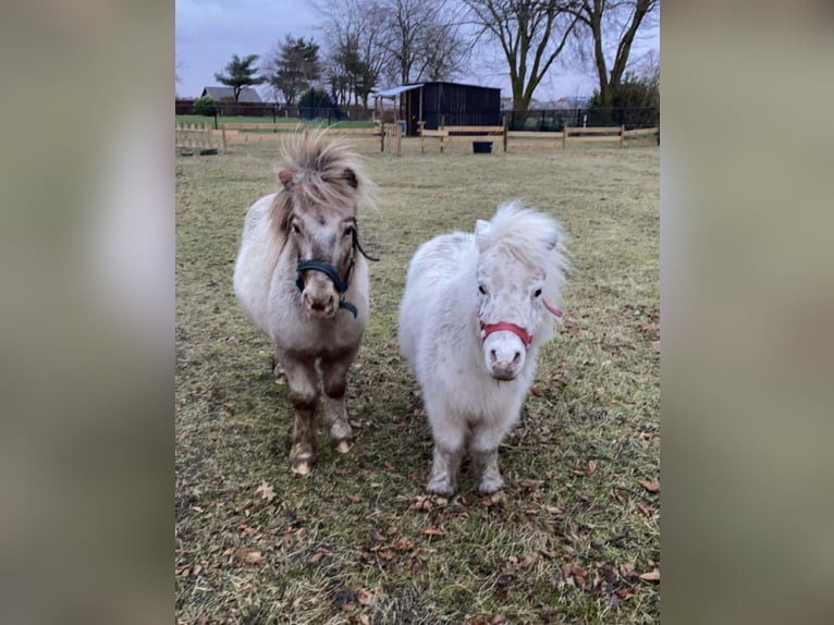 Shetland Ponies Mare 18 years 8,1 hh Leopard-Piebald in Wuustwezel