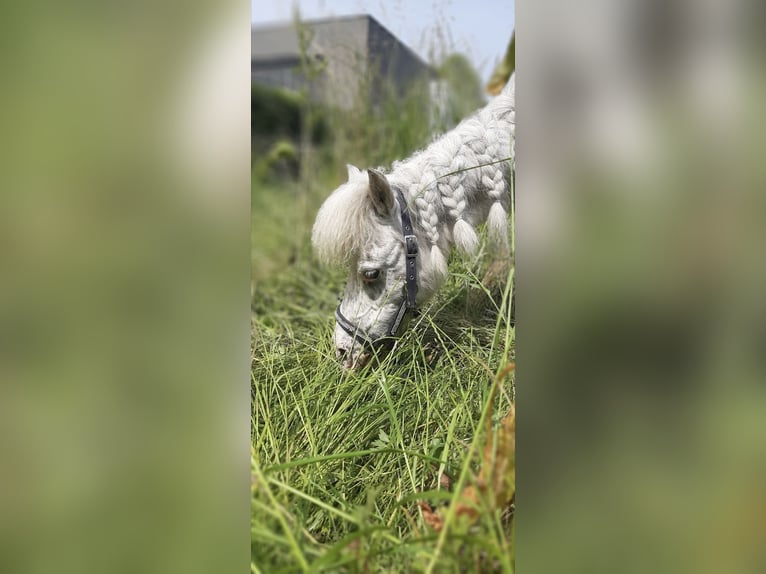 Shetland Ponies Mare 18 years 8,1 hh Leopard-Piebald in Wuustwezel