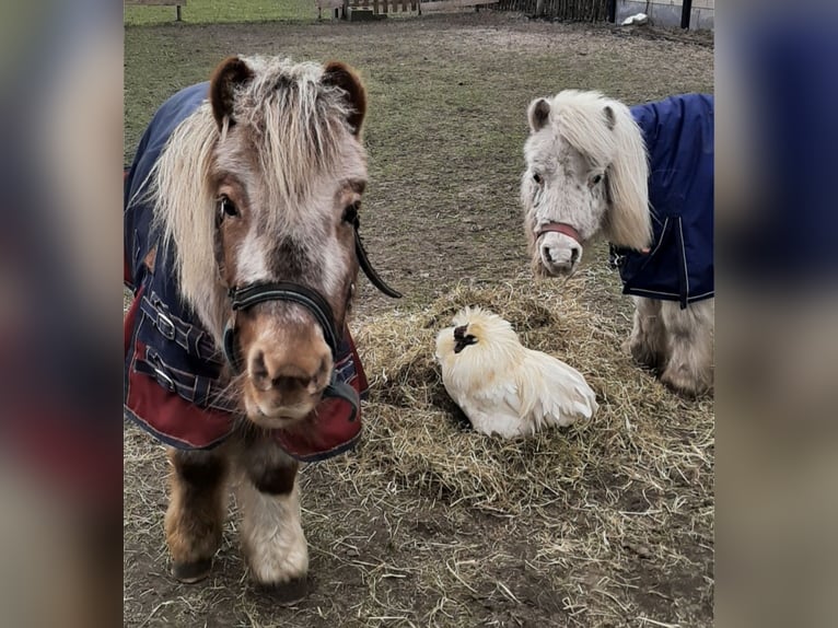 Shetland Ponies Mare 18 years 8,1 hh Leopard-Piebald in Wuustwezel