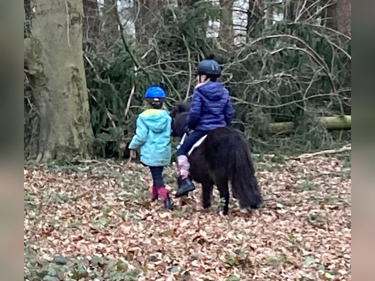 Shetland Ponies Mare 18 years 8,2 hh Pinto in D&#xF6;tlingen