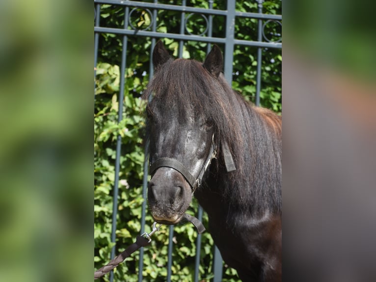 Shetland Ponies Mare 18 years 9.3 hh Black in Achtmaal