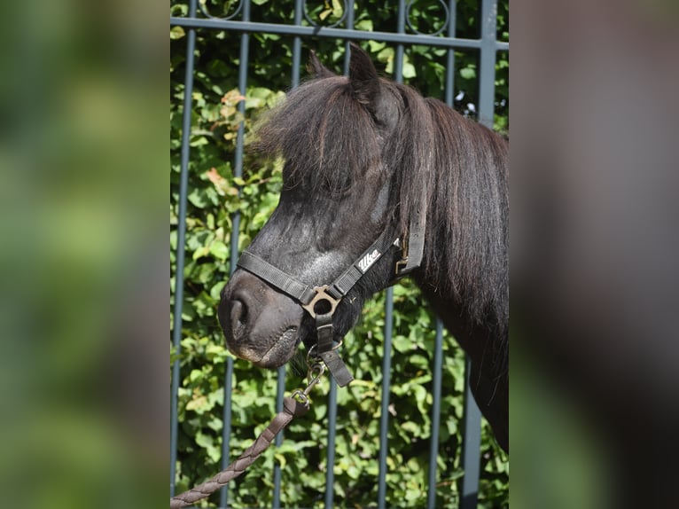 Shetland Ponies Mare 18 years 9.3 hh Black in Achtmaal