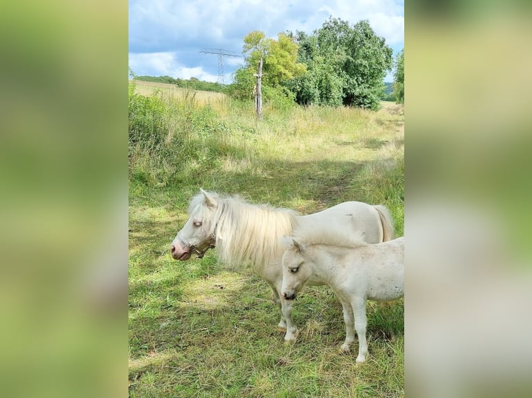 Shetland Ponies Mare 18 years Cremello in Eisenach