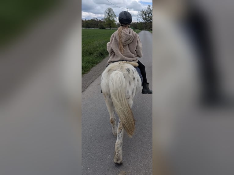 Shetland Ponies Mix Mare 19 years 11 hh Leopard-Piebald in Ennigerloh