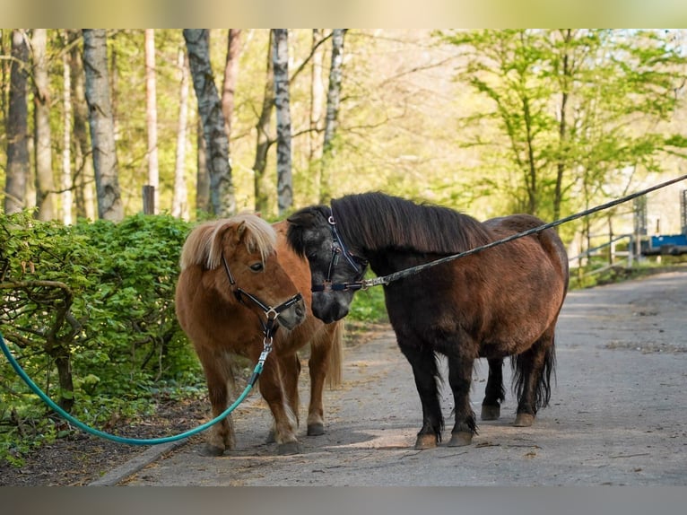 Shetland Ponies Mare 19 years 8,3 hh Chestnut-Red in Lorch