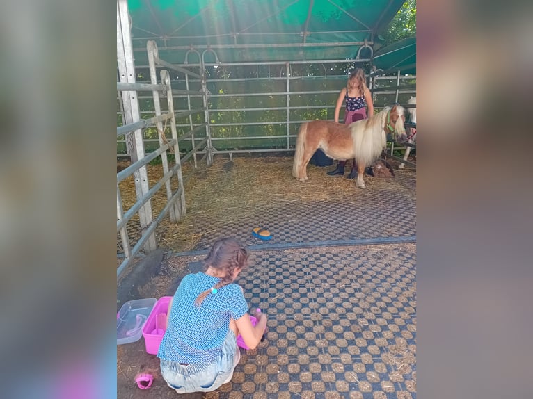 Shetland Ponies Mare 19 years 8,2 hh Chestnut-Red in Kandel