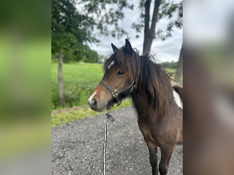 Shetland Ponies Mare 1 year 10.1 hh Pinto in Westerstede