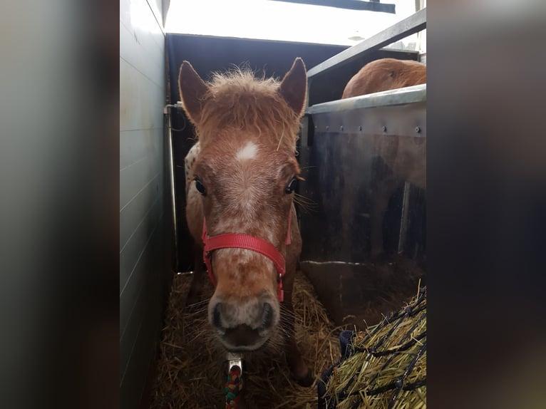 Shetland Ponies Mare 1 year 10,2 hh Leopard-Piebald in Wermelskirchen