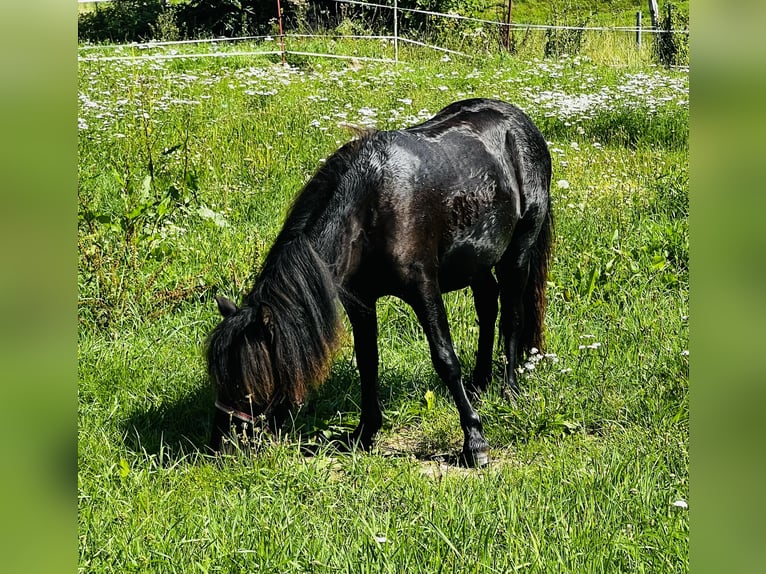 Shetland Ponies Mare 1 year 10 hh Black in Duderstadt