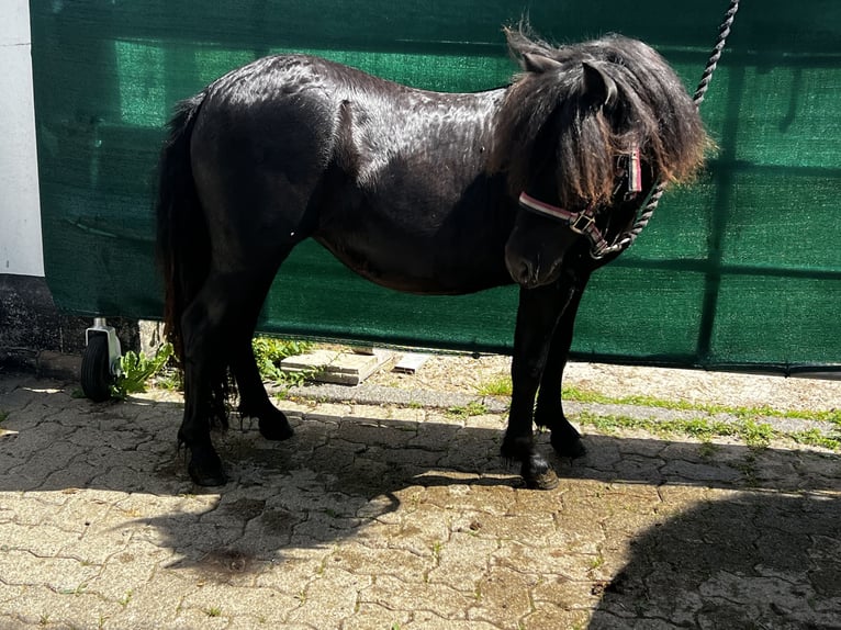 Shetland Ponies Mare 1 year 10 hh Black in Duderstadt
