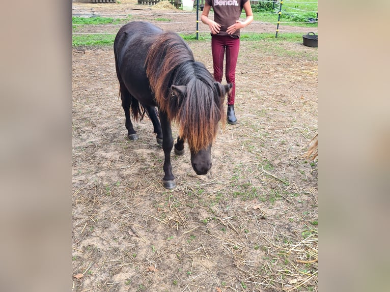 Shetland Ponies Mare 1 year 10 hh Black in Verden (Aller)