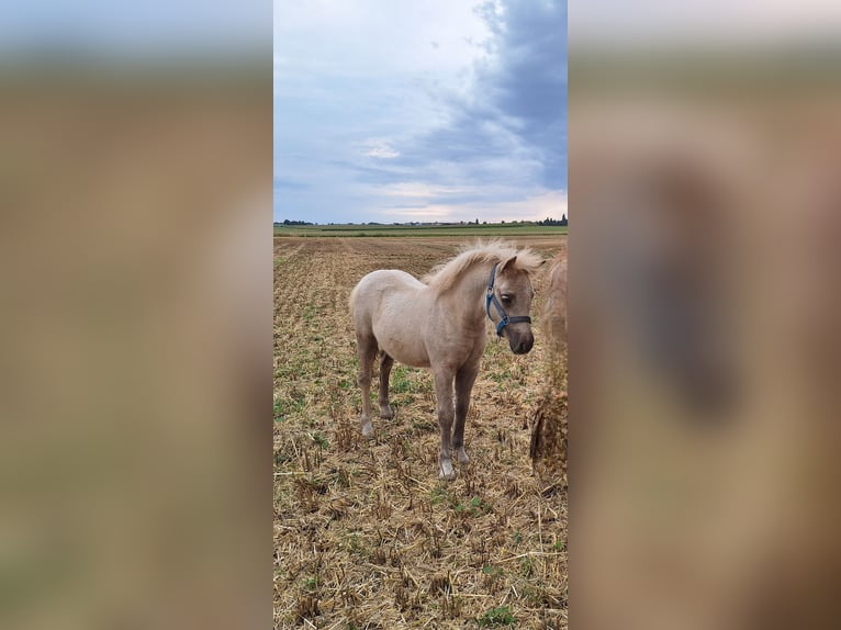 Shetland Ponies Mare 1 year 10,1 hh Palomino in Ebersbach