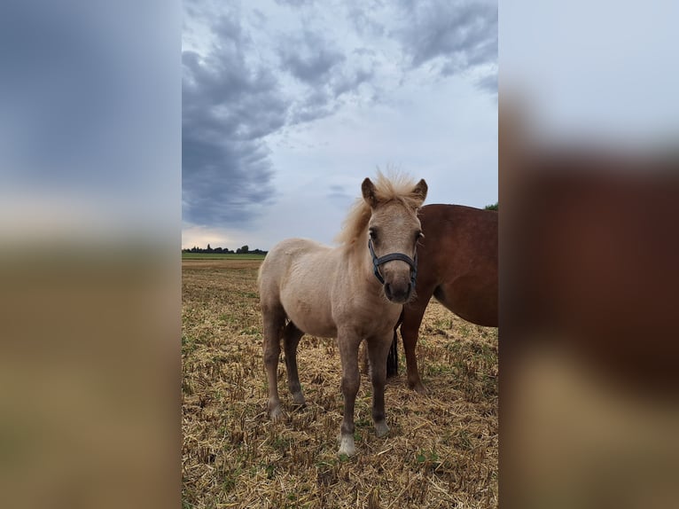 Shetland Ponies Mare 1 year 10,1 hh Palomino in Ebersbach
