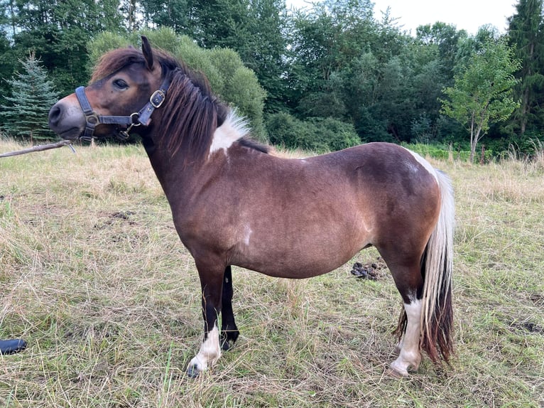 Shetland Ponies Mare 1 year 10,1 hh Pinto in Grimmen