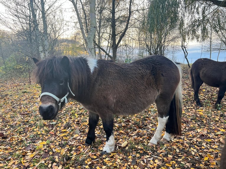 Shetland Ponies Mare 1 year 10,1 hh Pinto in Grimmen
